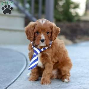 Mr. Bentley, Cavapoo Puppy